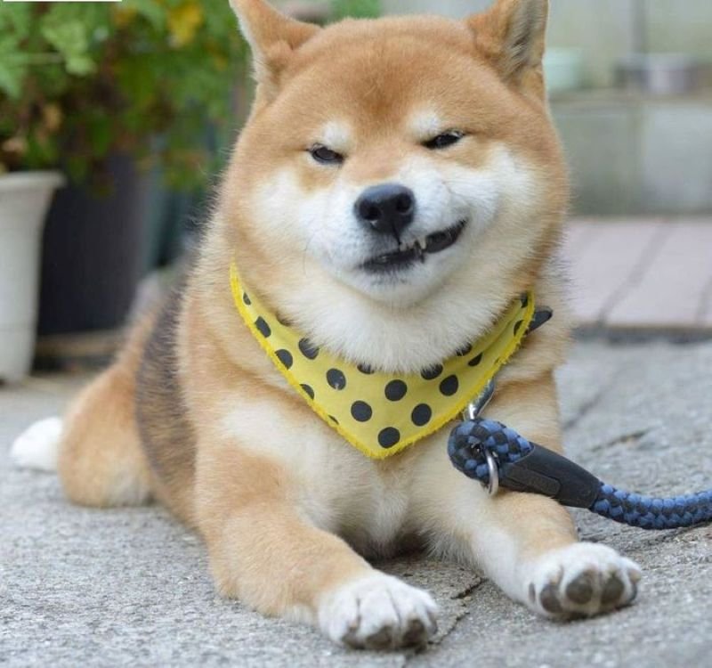 meme cười đểu nhìn cực kỳ thốn