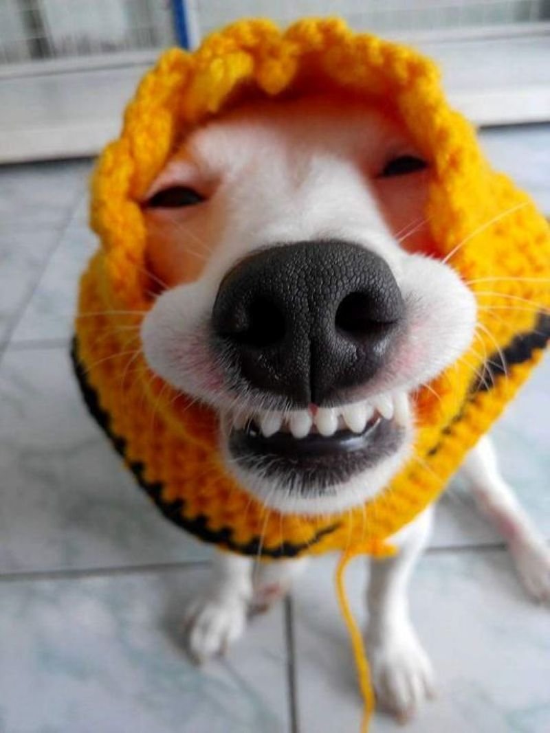 meme cười đểu nhìn là buồn cười