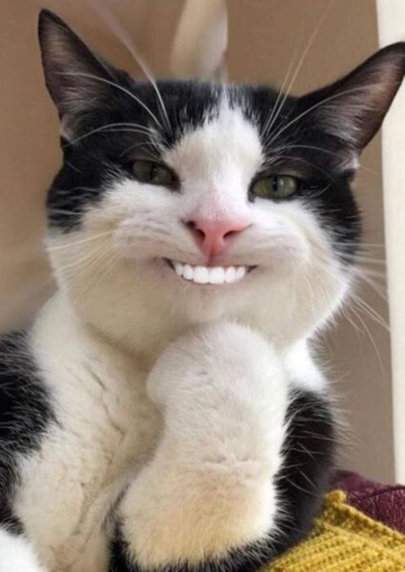 meme cười đểu siêu bá đạo và lầy