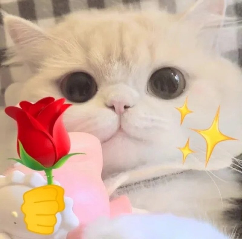 meme cute biểu cảm đáng yêu nhất meme cute biểu cảm đáng yêu nhất