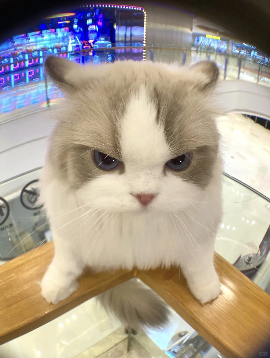 meme cute biểu cảm độc đáo đầy thú vị meme cute biểu cảm độc đáo đầy thú vị