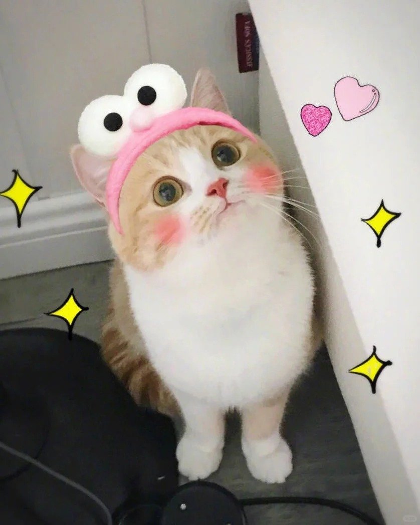 meme cute đáng yêu khiến dân tình mê meme cute đáng yêu khiến dân tình mê