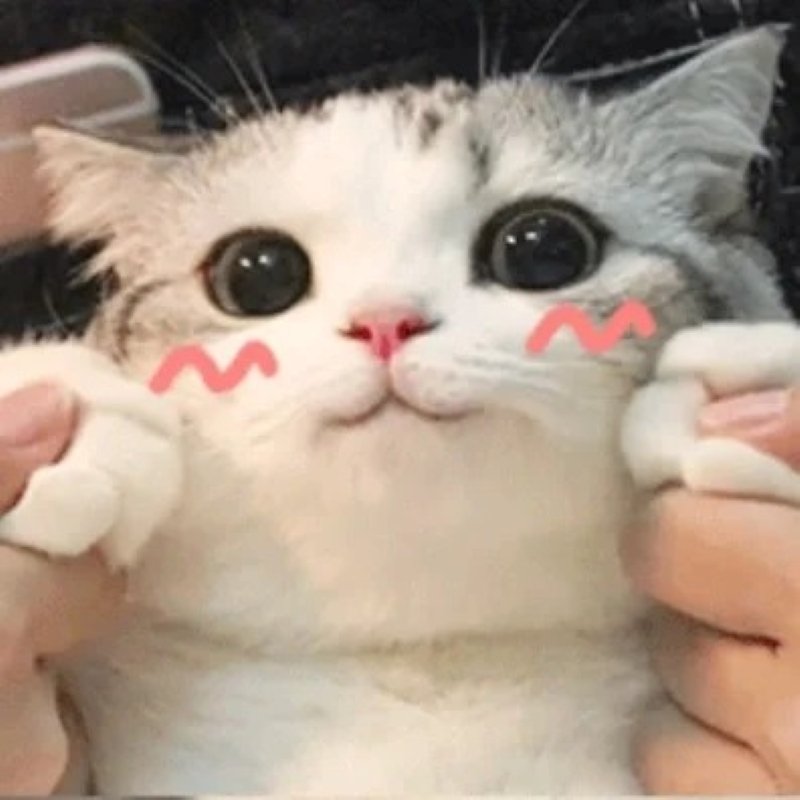meme cute đáng yêu khiến tim tan chảy meme cute đáng yêu khiến tim tan chảy