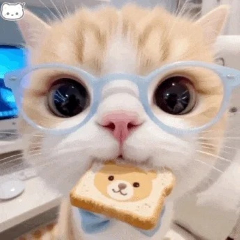 meme cute hài hước siêu viral hiện nay meme cute hài hước siêu viral hiện nay