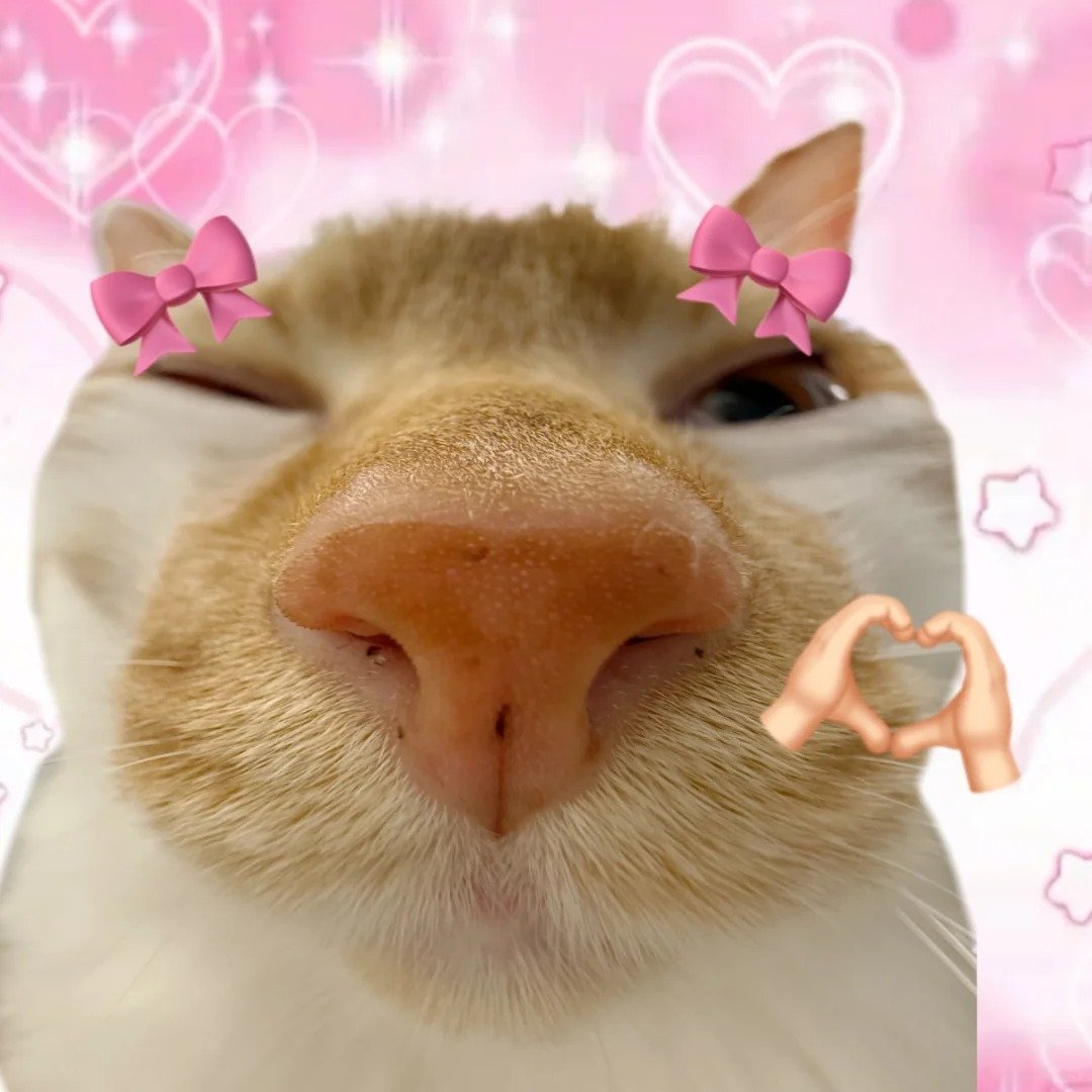 meme cute siêu đáng yêu trên mạng meme cute siêu đáng yêu trên mạng