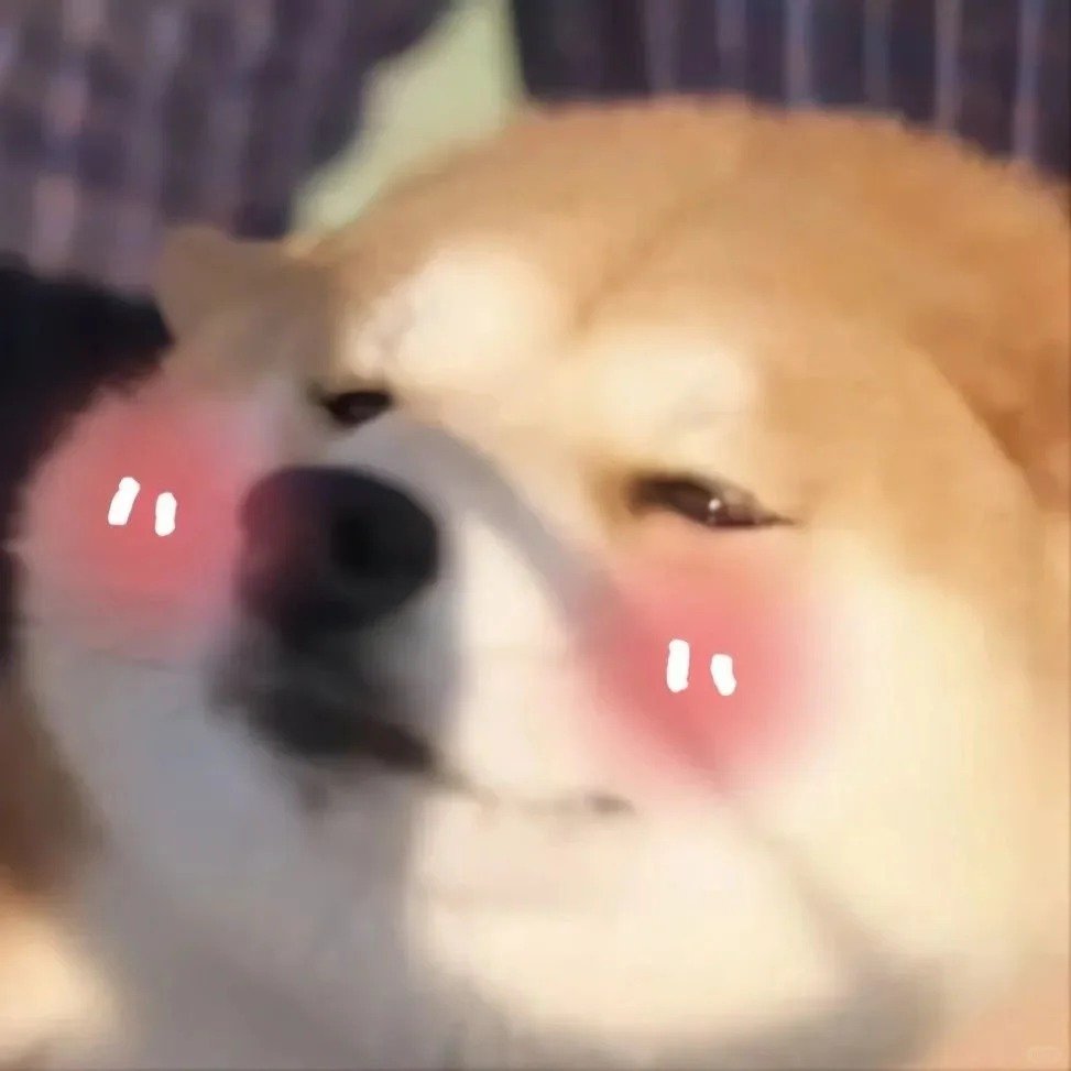 meme cute siêu lầy đang gây sốt meme cute siêu lầy đang gây sốt