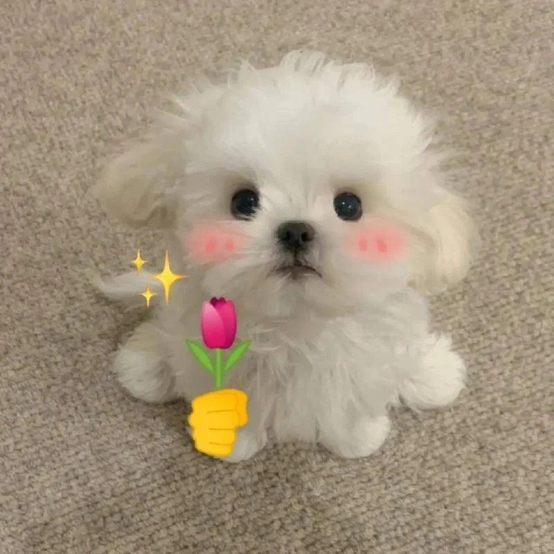 meme cute vui nhộn cực bắt mắt meme cute vui nhộn cực bắt mắt