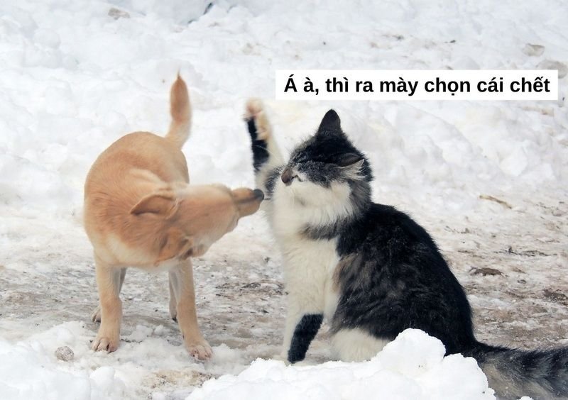 meme đánh bất ngờ khiến ai cũng sốc