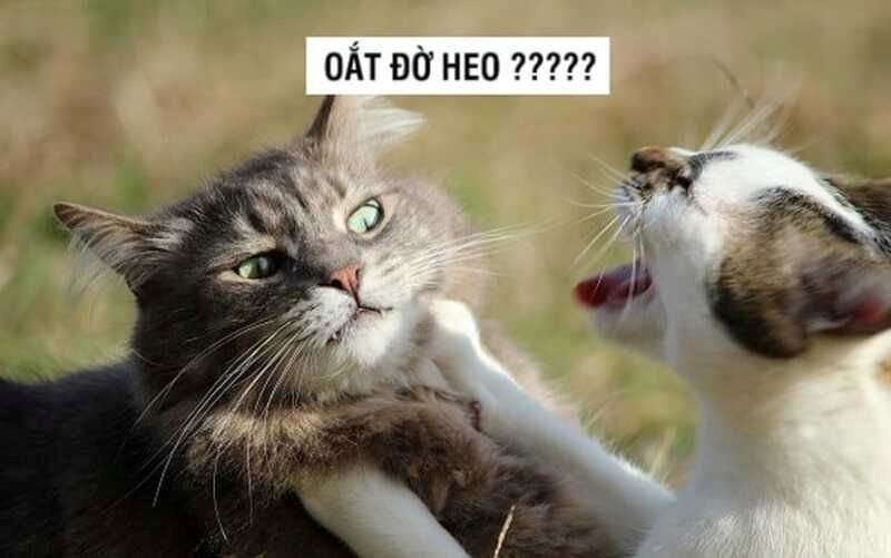 meme đánh bay mọi muộn phiền