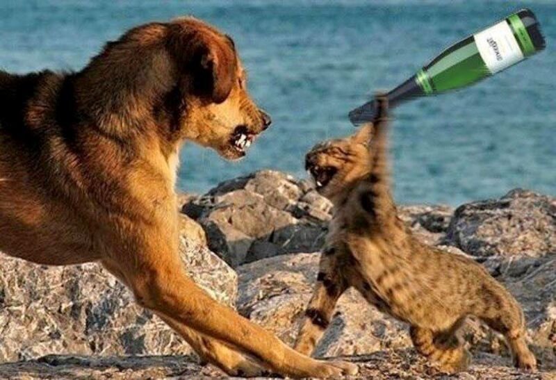 meme đánh chí mạng cực hài hước