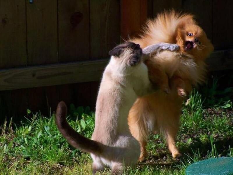 meme đánh nhau cực kỳ bá đạo
