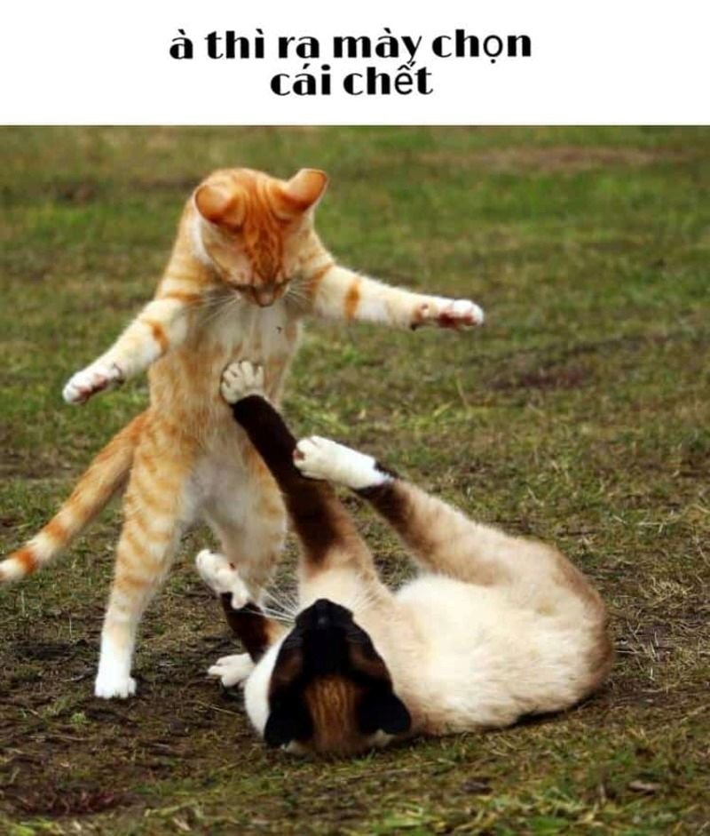 meme đánh nhau đầy biểu cảm