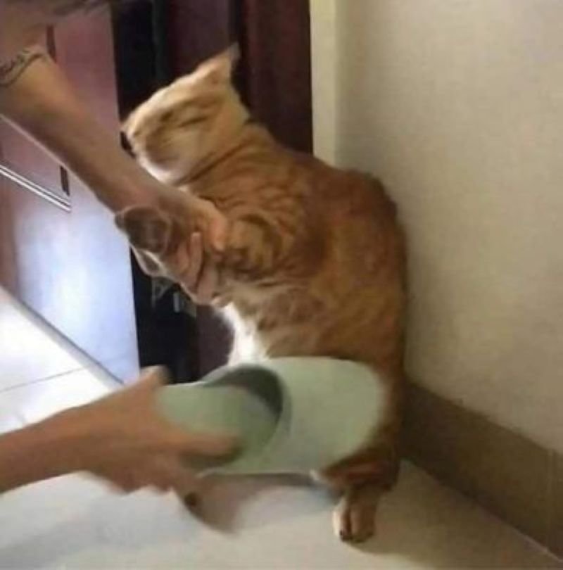 meme đánh nhau hài hước viral mạng