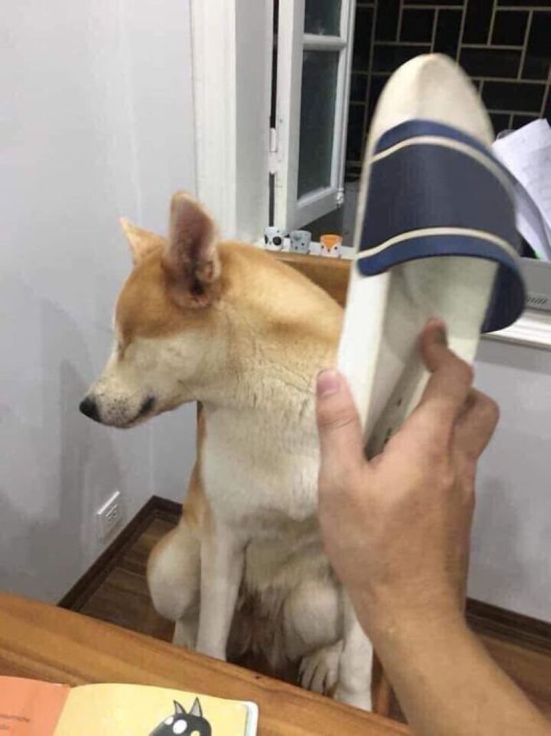 meme đánh nhau khiến người xem bất ngờ