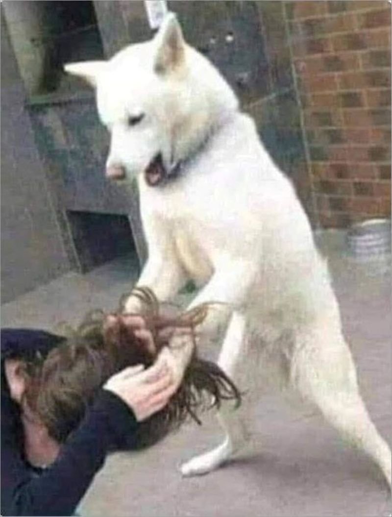 meme đánh nhau siêu hài khó đỡ