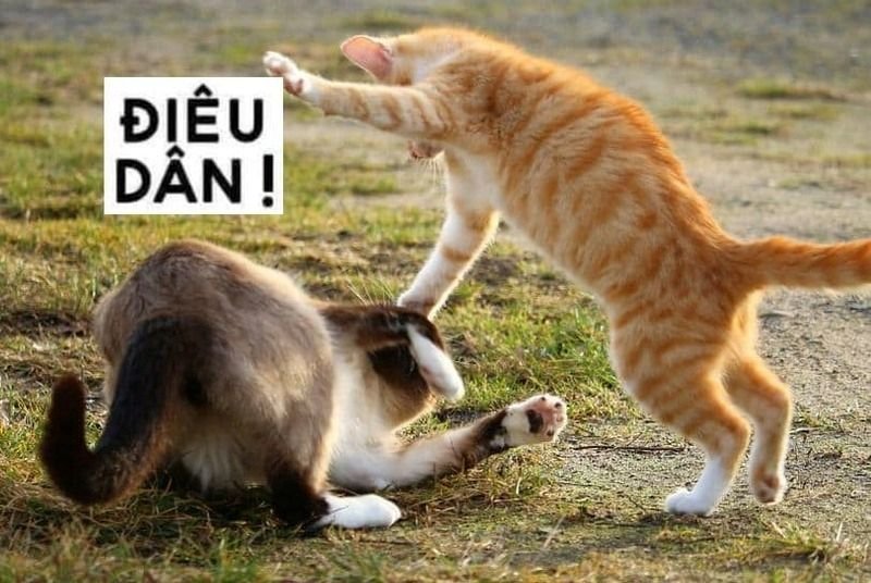 meme đánh vào nỗi đau cực mạnh