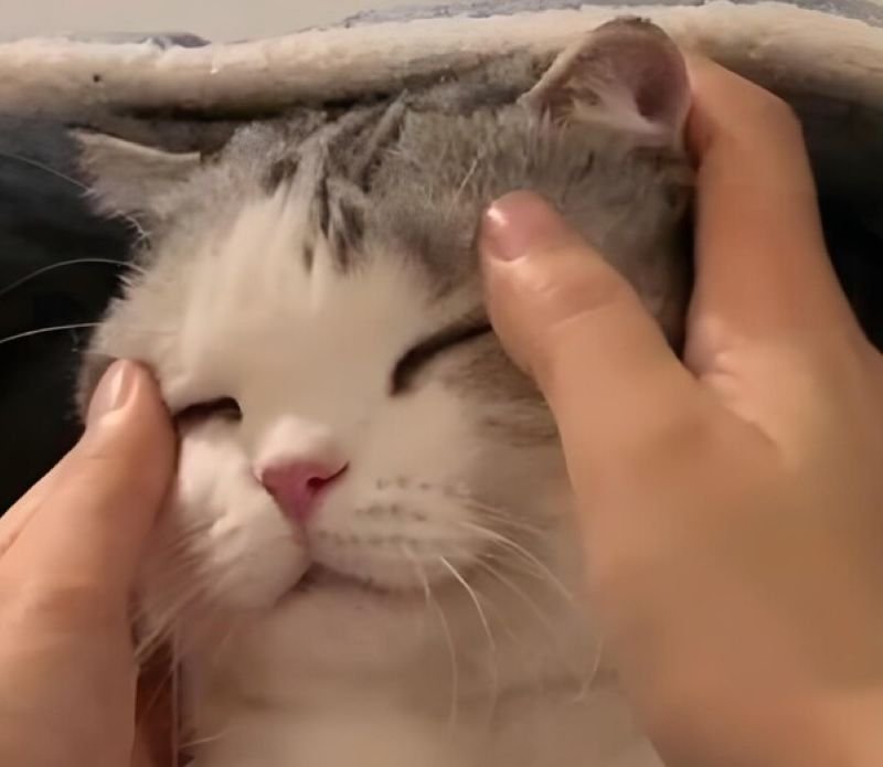 meme đau đầu cho ngày mệt mỏi