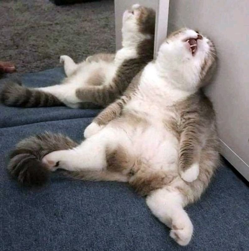 meme đau đầu cười ra nước mắt