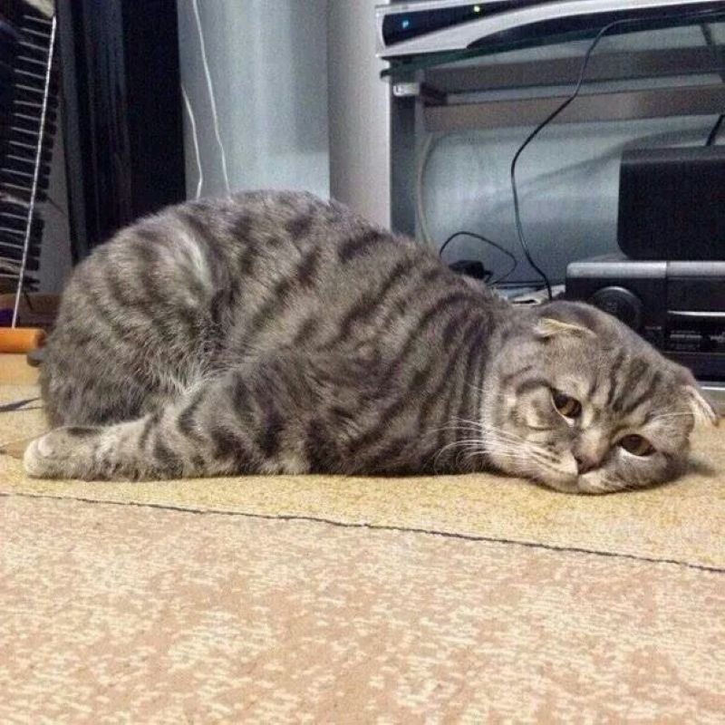 meme đau đầu dành cho người mệt