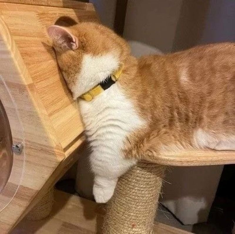 meme đau đầu đúng tâm trạng