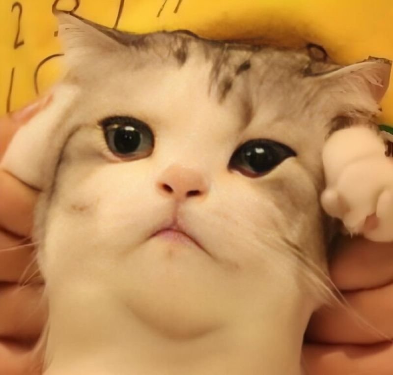 meme đau đầu khiến ai cũng đồng cảm