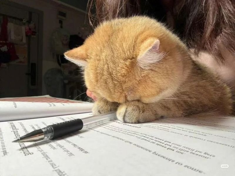 meme đau đầu với đống công việc