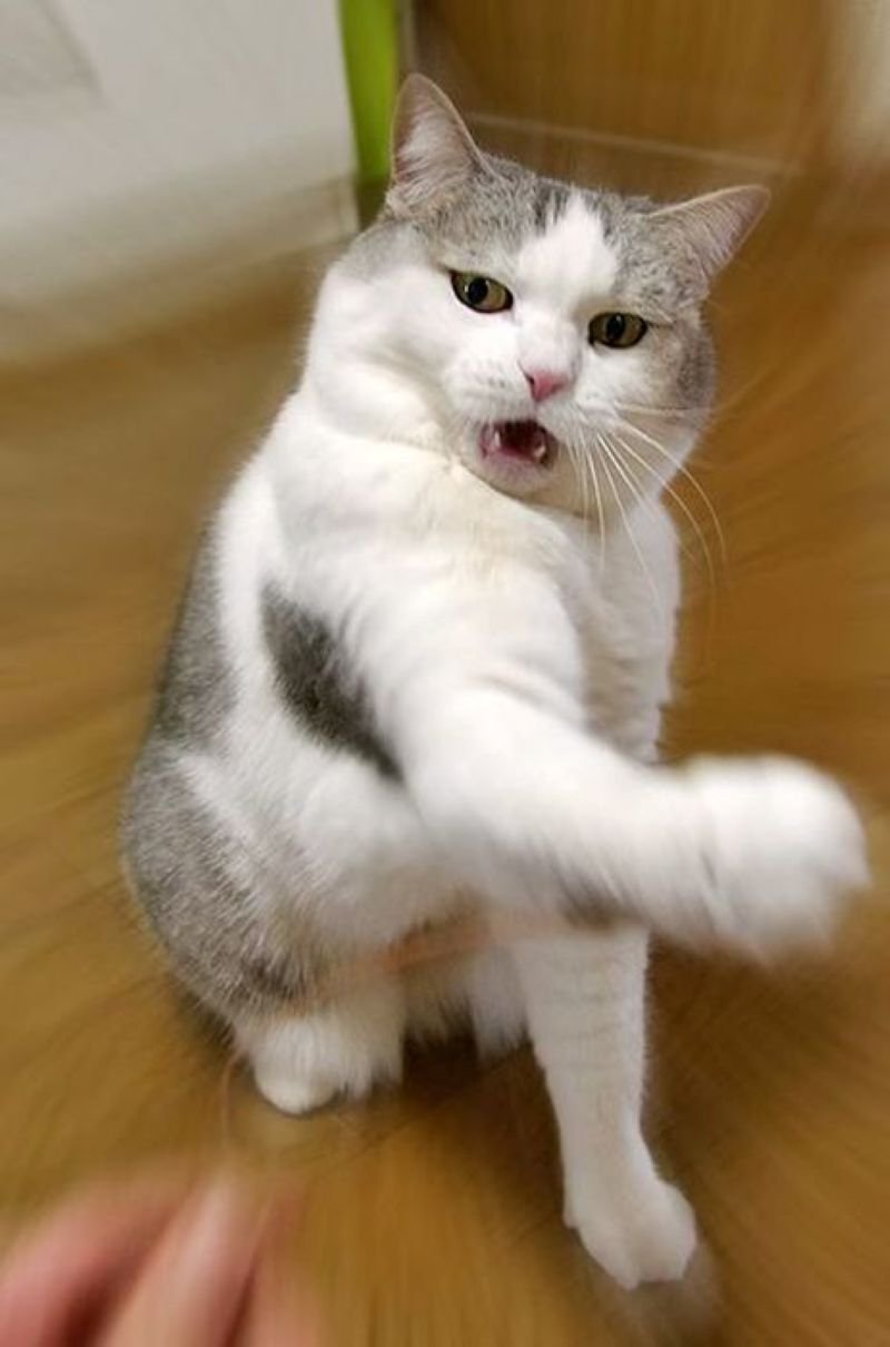 meme dỗi cute khiến ai cũng tan chảy meme dỗi cute khiến ai cũng tan chảy