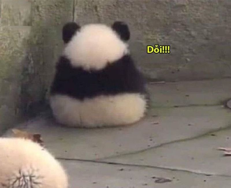 meme dỗi cute khiến crush phải dỗ meme dỗi cute khiến crush phải dỗ