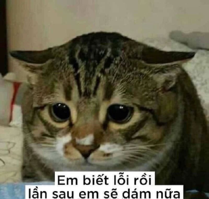 meme dỗi cute khiến dân mạng thích thú meme dỗi cute khiến dân mạng thích thú