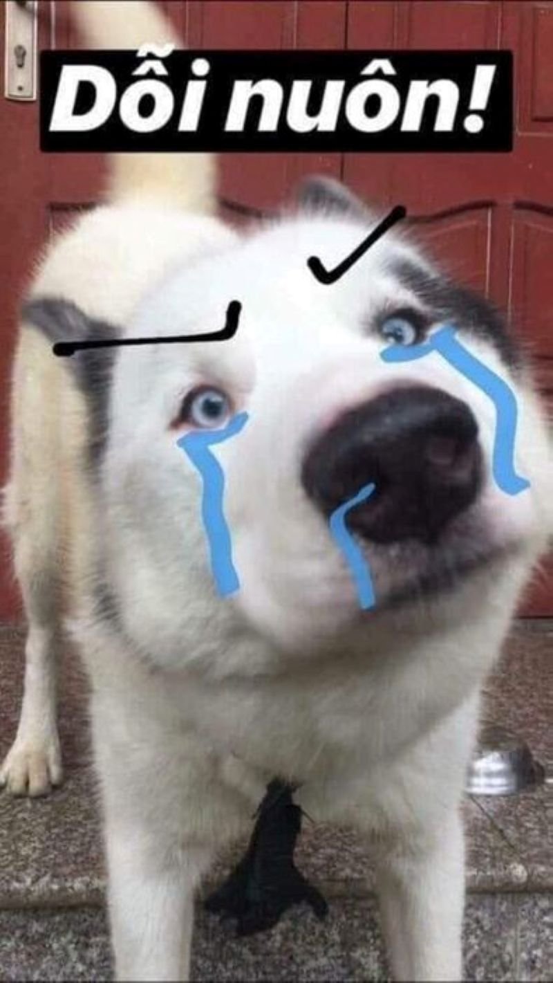 meme dỗi nhẹ nhưng sát thương cực mạnh meme dỗi nhẹ nhưng sát thương cực mạnh