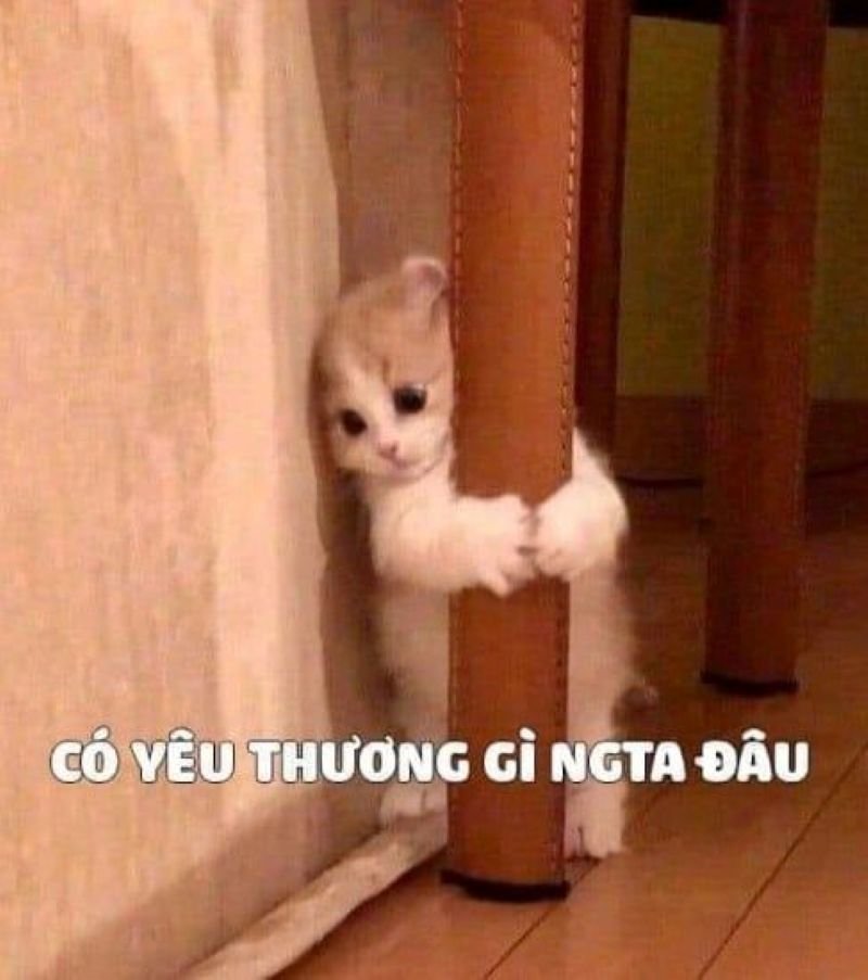 meme dỗi với biểu cảm cực kỳ lầy lội meme dỗi với biểu cảm cực kỳ lầy lội