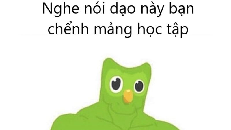 meme duolingo biểu cảm xanh lá cực chất meme duolingo biểu cảm xanh lá cực chất