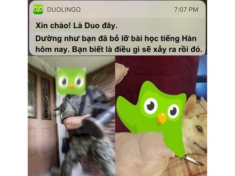meme duolingo hài hước siêu lầy meme duolingo hài hước siêu lầy