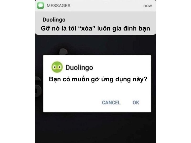 meme duolingo khiến dân học cười xỉu meme duolingo khiến dân học cười xỉu