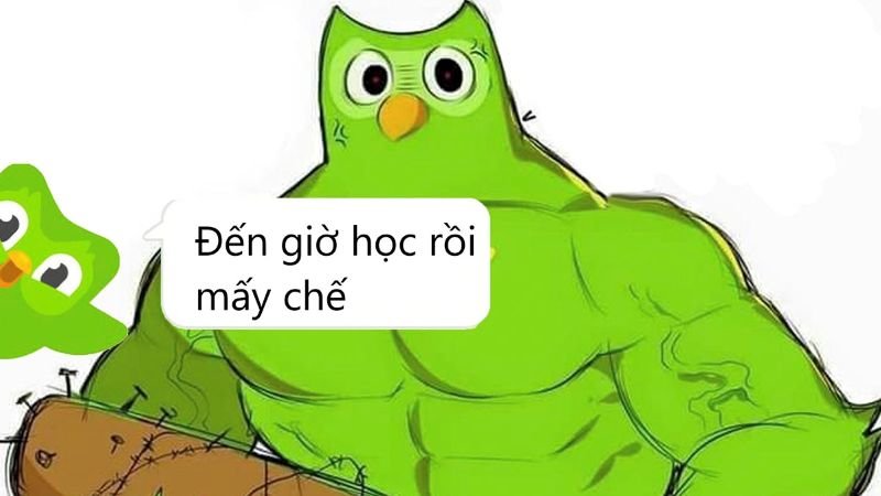 meme duolingo khoảnh khắc học tiếng cực hài meme duolingo khoảnh khắc học tiếng cực hài