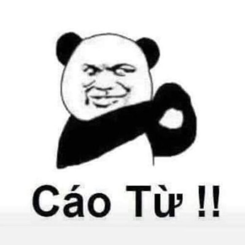 meme gấu trúc ngơ ngác cực hài