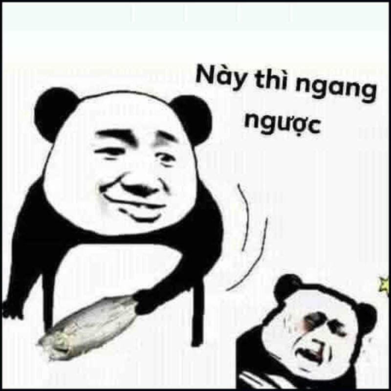 meme gấu trúc phản ứng cực hài