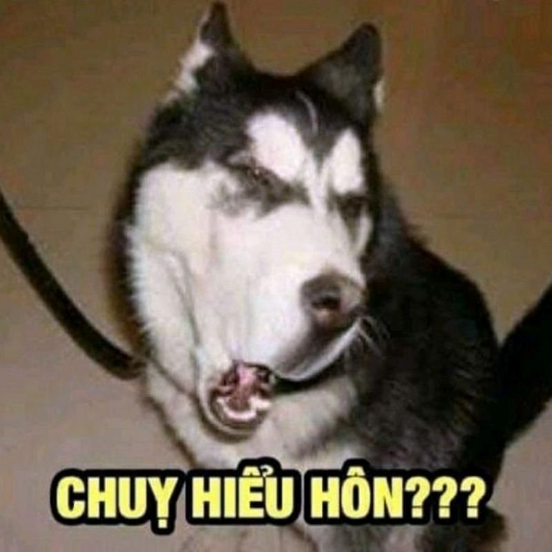 meme hài hước bắt trend cực nhanh