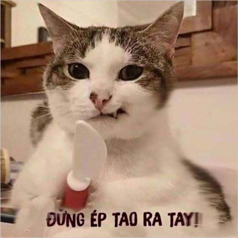 meme hài hước biểu cảm cực kỳ khó đỡ