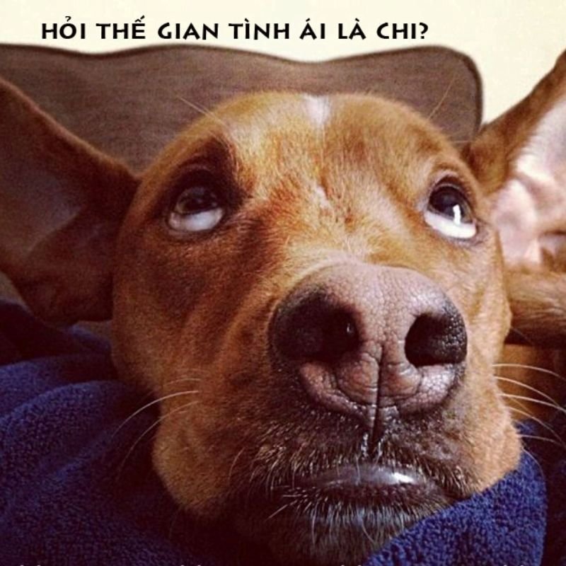 meme hài hước cực lầy cho mọi người
