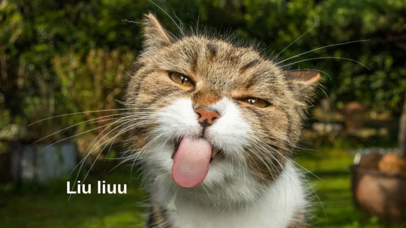 meme hài hước cực viral