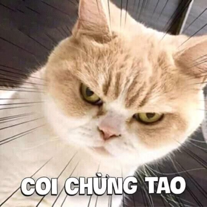 meme hài hước dành cho hội mê meme