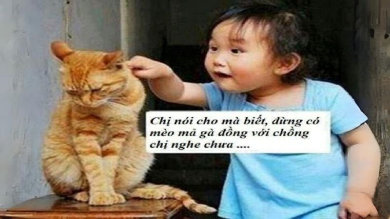 meme hài hước độc lạ khó đụng hàng
