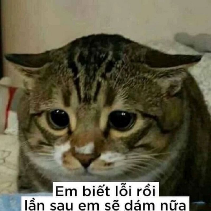 meme hài hước khiến dân tình thích thú
