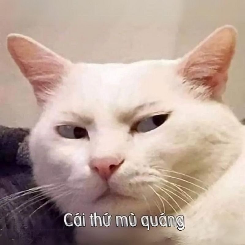 meme hài hước siêu viral hiện nay