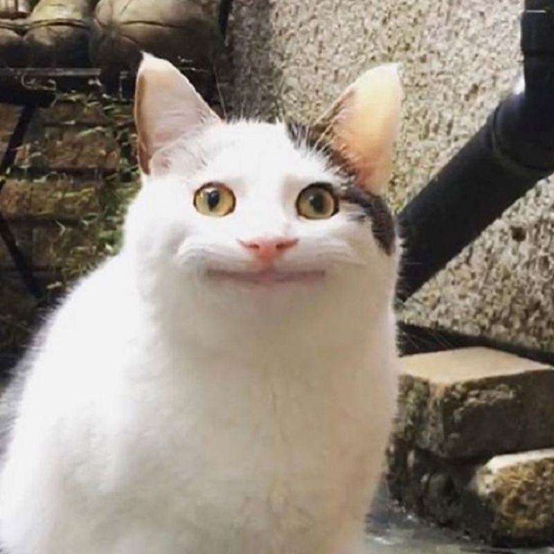 meme hài hước viral với biểu cảm bất ngờ