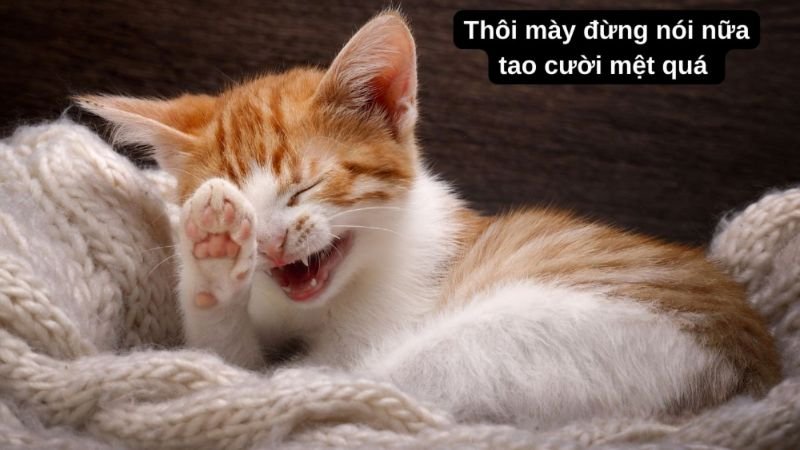 meme hài hước vui nhộn đang viral