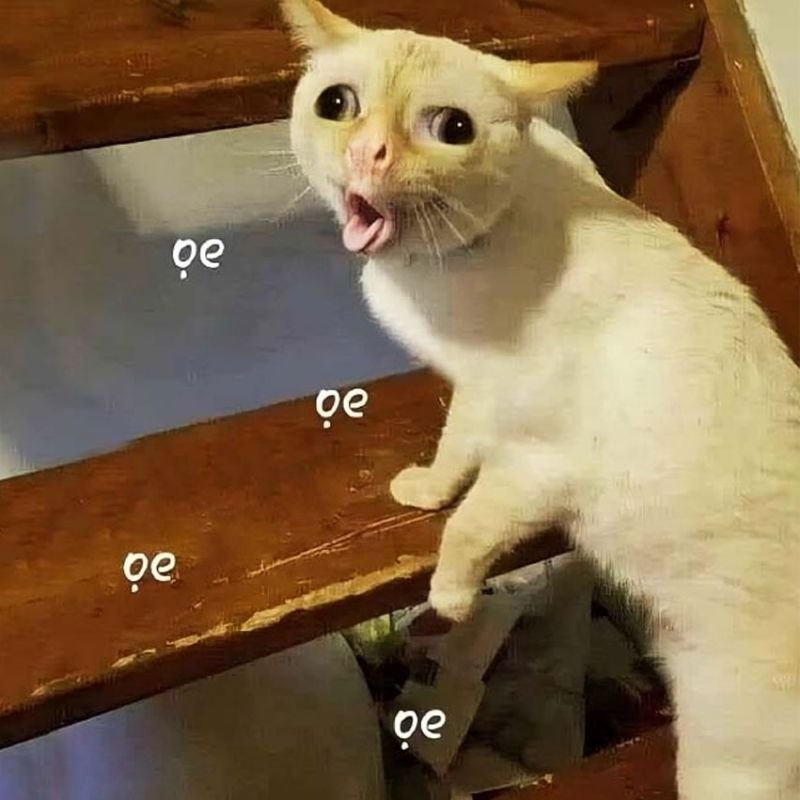 meme hài hước xem xong cười nghiêng ngả