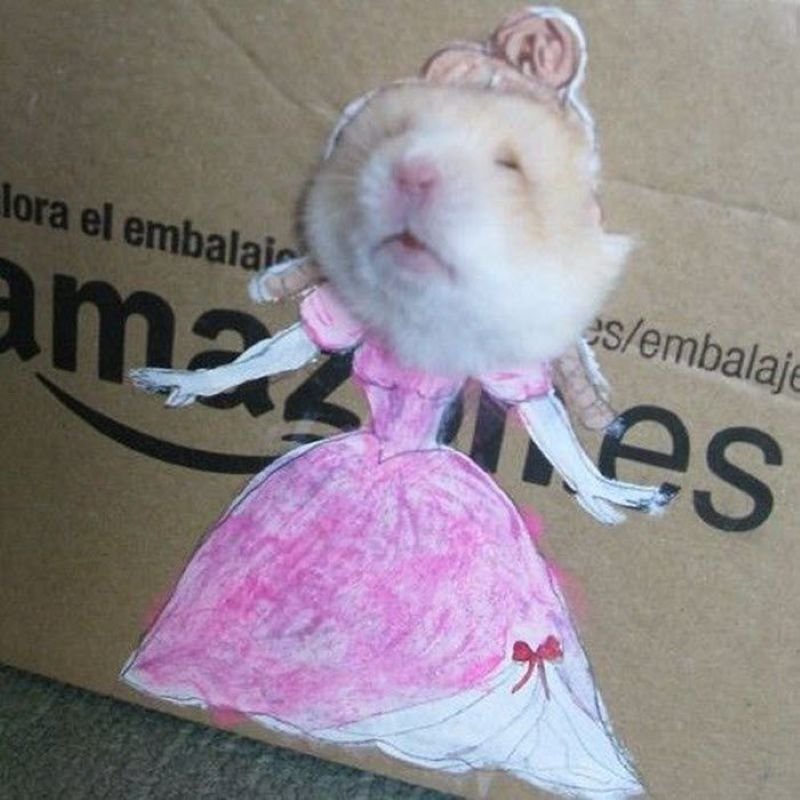 meme hamster biểu cảm độc đáo cực cuốn
