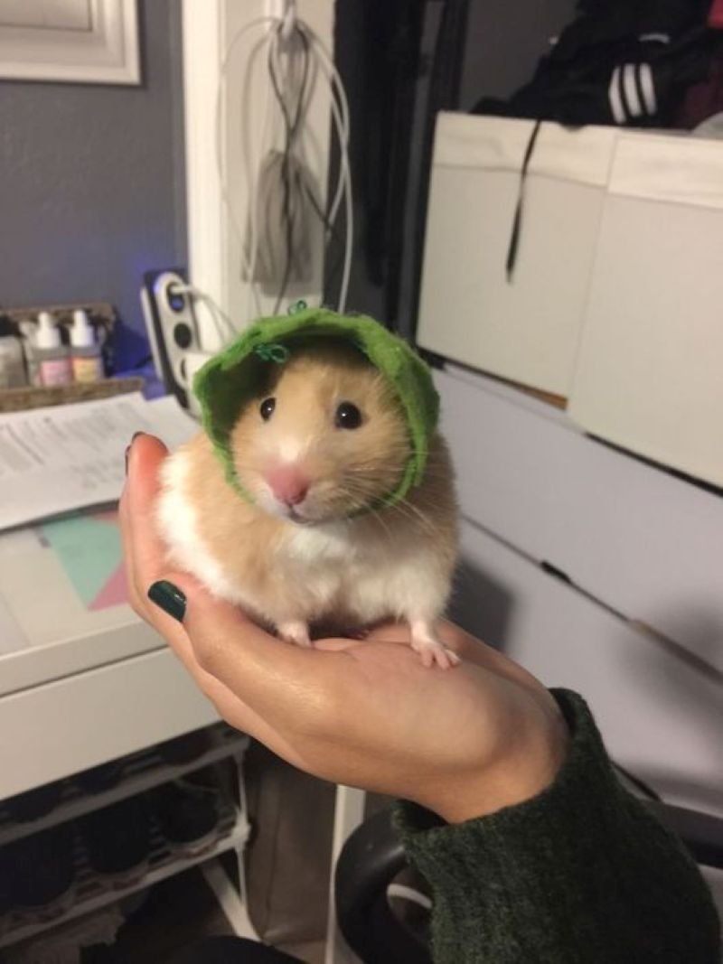 meme hamster biểu cảm khiến dân mạng thích